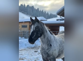 Appaloosa, Merrie, 6 Jaar, 150 cm, Zwart