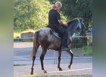 Appaloosa, Merrie, 6 Jaar, 152 cm, Roan-Blue