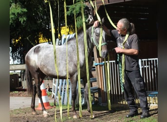 Appaloosa, Merrie, 6 Jaar, 156 cm, Roan-Blue