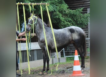 Appaloosa, Merrie, 6 Jaar, 156 cm, Roan-Blue