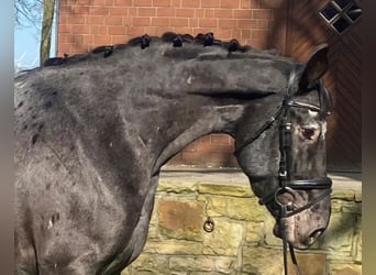 Appaloosa, Merrie, 6 Jaar, 160 cm, Zwartschimmel
