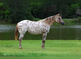 Appaloosa, Merrie, 7 Jaar, 147 cm, Roodvos