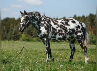 Appaloosa, Merrie, 7 Jaar, 148 cm, Appaloosa