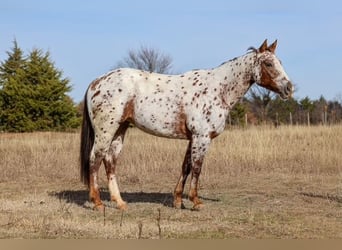Appaloosa, Merrie, 7 Jaar, 150 cm, Donkere-vos