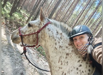 Appaloosa, Merrie, 7 Jaar, 150 cm, Wit