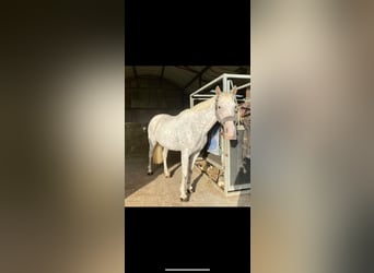 Appaloosa, Merrie, 7 Jaar, 155 cm, Vliegenschimmel
