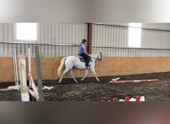 Appaloosa, Merrie, 7 Jaar, 155 cm, Vliegenschimmel