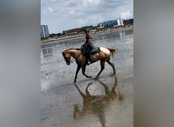 Appaloosa, Merrie, 7 Jaar, 165 cm, Roan-Red