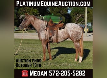 Appaloosa, Merrie, 7 Jaar, Roan-Red