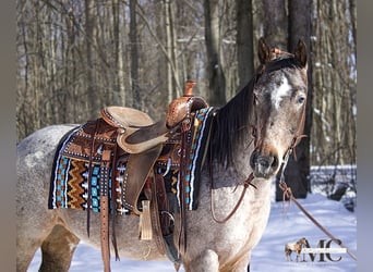 Appaloosa, Merrie, 8 Jaar, 147 cm, Roan-Bay