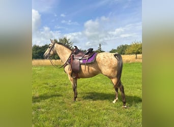 Appaloosa, Merrie, 8 Jaar, 149 cm, Buckskin