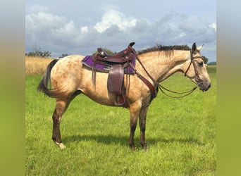 Appaloosa, Merrie, 8 Jaar, 149 cm, Buckskin