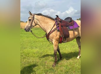 Appaloosa, Merrie, 8 Jaar, 149 cm, Buckskin