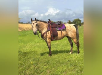 Appaloosa, Merrie, 8 Jaar, 149 cm, Buckskin