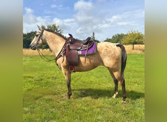 Appaloosa, Merrie, 8 Jaar, 149 cm, Buckskin