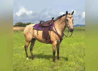 Appaloosa, Merrie, 8 Jaar, 149 cm, Buckskin