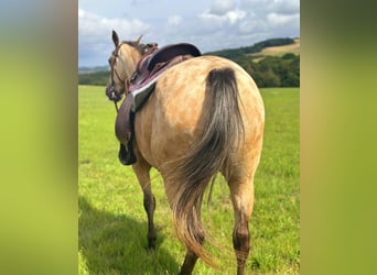 Appaloosa, Merrie, 8 Jaar, 149 cm, Buckskin