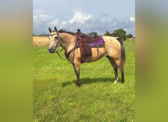 Appaloosa, Merrie, 8 Jaar, 149 cm, Buckskin