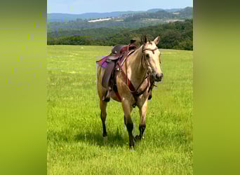 Appaloosa, Merrie, 8 Jaar, 149 cm, Buckskin