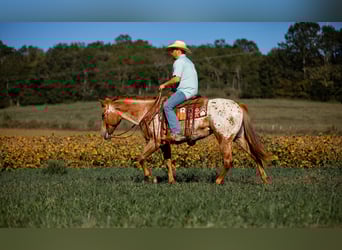 Appaloosa, Merrie, 8 Jaar, 155 cm, Donkere-vos Appaloosa, Merrie, 8 Jaar, 155 cm, Donkere-vos