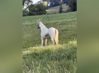 Appaloosa Mix, Merrie, 8 Jaar, 155 cm, Schimmel