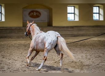 Appaloosa, Merrie, 9 Jaar, 147 cm