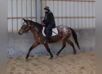 Appaloosa, Merrie, 9 Jaar, 153 cm, Appaloosa
