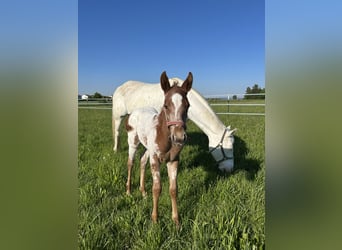 Appaloosa, Merrie, , 150 cm, Vos