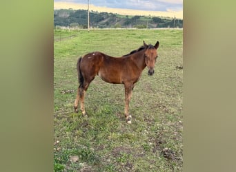 Appaloosa, Merrie, Veulen (05/2025), 153 cm, Bruin