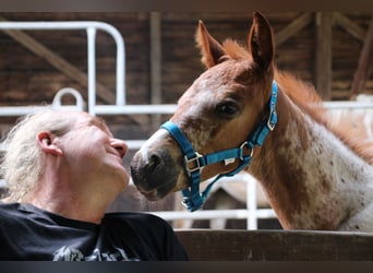 Appaloosa Mix, Merrie, veulen (05/2024), 155 cm, Appaloosa