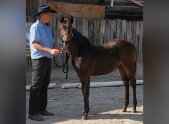 Appaloosa, Merrie, veulen (04/2024), 155 cm, Bruin