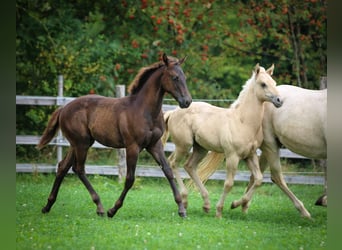 Appaloosa, Merrie, veulen (04/2024), 155 cm, Donkere-vos