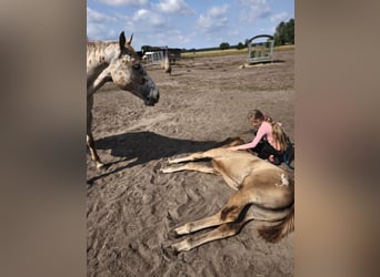 Appaloosa, Merrie, Veulen (04/2026), 155 cm