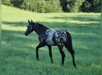Appaloosa Mix, Merrie, veulen (03/2023), 160 cm, Zwart