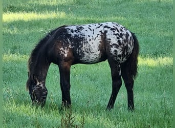Appaloosa Mix, Merrie, veulen (03/2023), 160 cm, Zwart