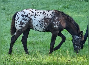 Appaloosa Mix, Merrie, veulen (03/2023), 160 cm, Zwart