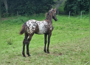 Appaloosa Mix, Merrie, veulen (03/2023), 160 cm, Zwart