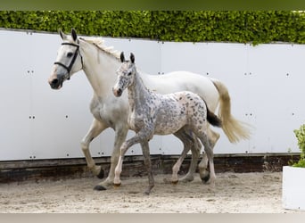 Appaloosa, Merrie, , Appaloosa