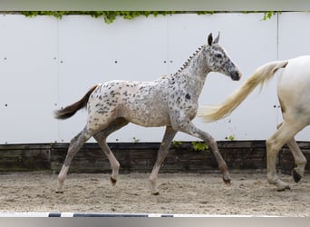 Appaloosa, Merrie, , Appaloosa