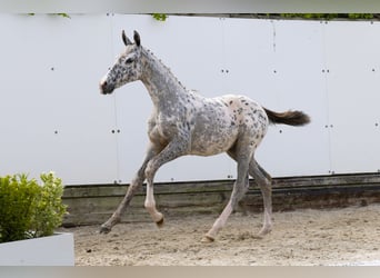Appaloosa, Merrie, , Appaloosa