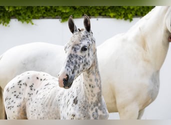 Appaloosa, Merrie, , Appaloosa