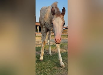 Appaloosa, Merrie, Veulen (04/2025), Appaloosa