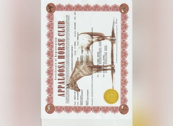 Appaloosa, Merrie, Veulen (04/2025), Buckskin