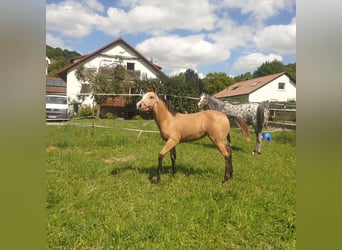 Appaloosa, Merrie, Veulen (04/2025), Buckskin