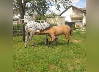 Appaloosa, Merrie, Veulen (04/2025), Buckskin