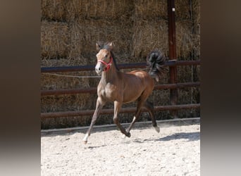 Appaloosa Mix, Merrie, veulen (03/2023)