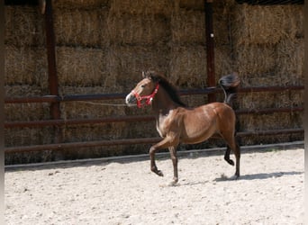 Appaloosa Mix, Merrie, veulen (03/2023)
