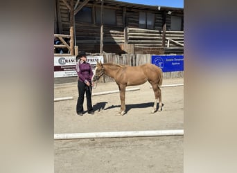 Appaloosa, Merrie, Veulen (04/2026), Red Dun