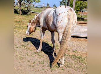Appaloosa, Ogier, 10 lat, 158 cm, Bułana