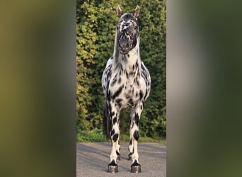Appaloosa, Ogier, 12 lat, 162 cm, Tarantowata
